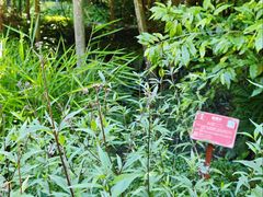 -广西壮族自治区药用植物园