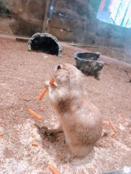 点击看大图 -宝燕乐园(闵行旗舰店)