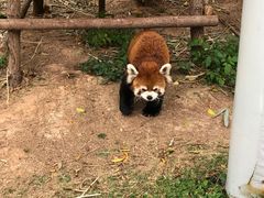 -灵玲国际马戏城