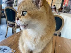 -猫小院猫主题餐厅(南锣旗舰店)