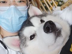 -Husky Go! 哈士奇体验馆·宠物咖啡厅狗咖
