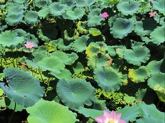 -荔湾湖公园