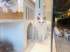 -喵喵咪呀布偶猫咖(春熙路店)