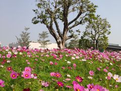 -香蜜公园