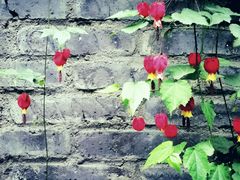 -恺庐茶园(宽窄巷子景区店)