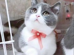 -70cat德文卷毛猫·缅因猫纯种猫舍