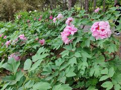 -国家植物园南园