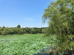 -长春市南湖公园