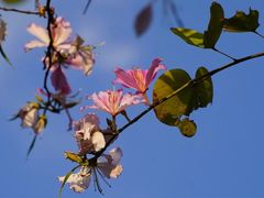 -光明小镇欢乐田园