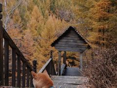 -苏木山森林公园