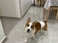 -奶牛家宠物酒店(嘉宏云顶店)