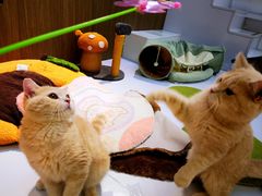 -COLOR PETS 撸猫馆·购猫·猫咖(长风大悦城店)