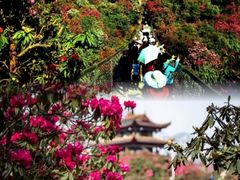 -贵州百里杜鹃风景名胜区