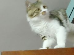 -1013 PET SHOP 宠物商店(近铁城市广场店)
