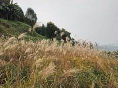 -金海湾滨江公园