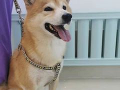 -北京观赏动物医院·24小时大型综合·猫专科·异宠专科
