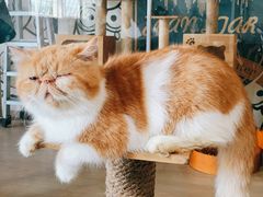 -more than meow吴止猫主题餐厅(承德 中船汇店)