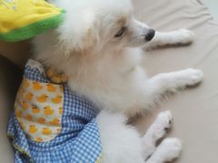 -怪兽屋·羊驼·猫咖·狗咖(俊华广场店)