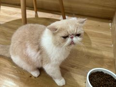 -滚猫咖啡·猫咖·猫友好撸猫(未来城店)