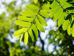 -上海佘山国家森林公园天马山园