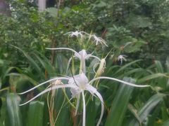 -成都市活水公园