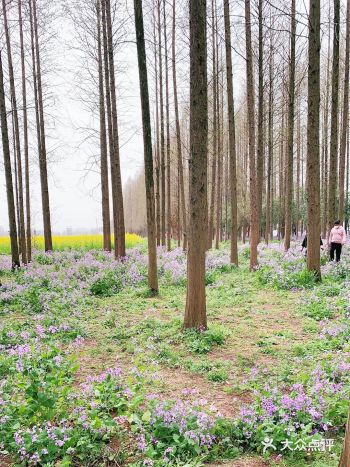 每年在油菜花开的季节，都要去看看油菜花海