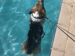 -趣玩宠物乐园寄养训犬训狗游泳池