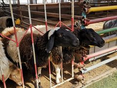 -南宫五洲植物乐园