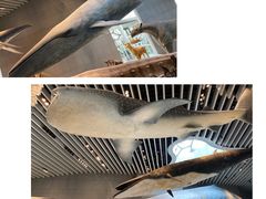 -上海自然博物馆