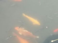 -西湖游船