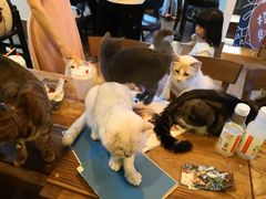 -李小姐の猫咖啡馆(五角场店)