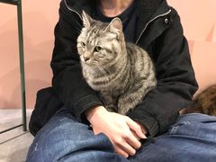 -猫儿山۰猫主题餐厅