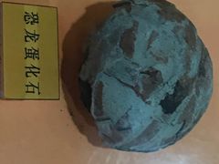 -上海大自然野生昆虫馆(东方明珠·爬宠昆虫探索中心)