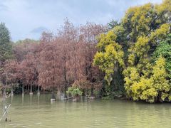-海珠湖公园