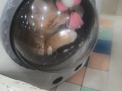 -瑞鹏·疫苗·绝育·宠物医院(广九店)