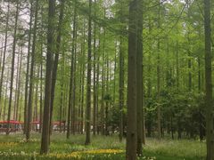-东平国家森林公园