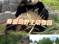 -秦皇岛野生动物园