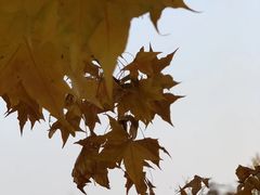 -北京张裕爱斐堡酒庄