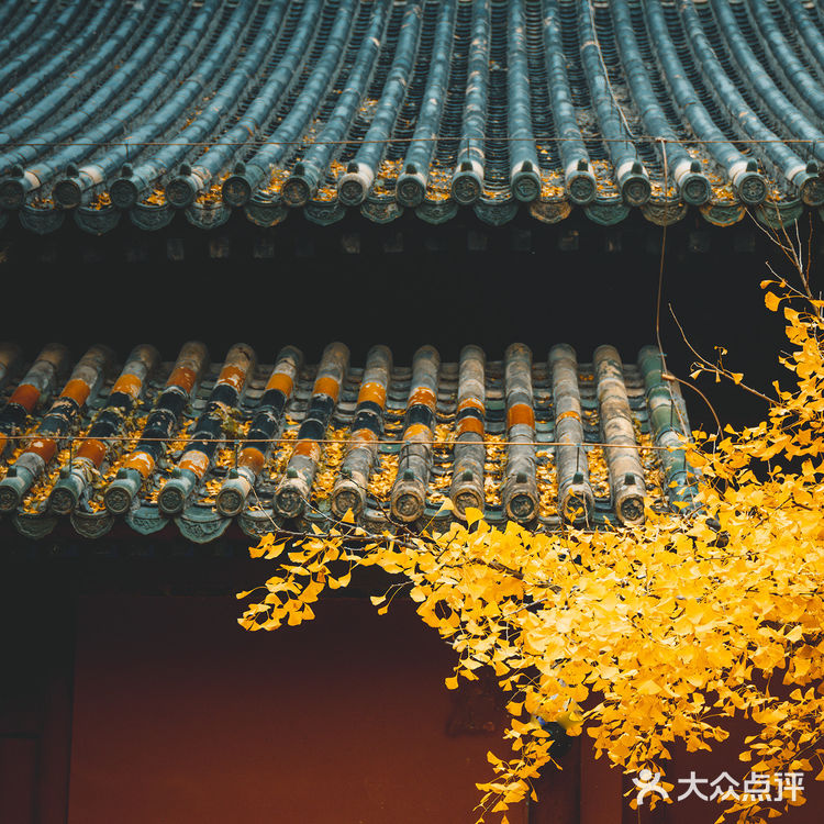 错过大觉寺的银杏，你就错过了整个北京的秋