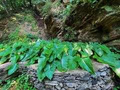 -北京上方山国家森林公园