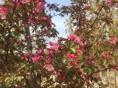 -永定河休闲森林公园