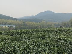 -九里云松·天香餐厅