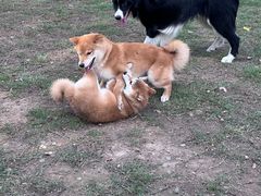 -趣多多宠物公园·宠物训犬学校·宠物寄养