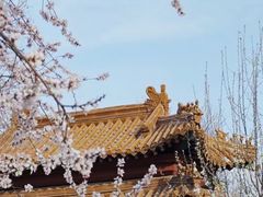 -桃花堤公园