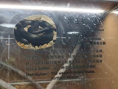 -上海大自然野生昆虫馆(东方明珠·爬宠昆虫探索中心)