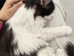 -平行世界·猫咖(首经贸店)
