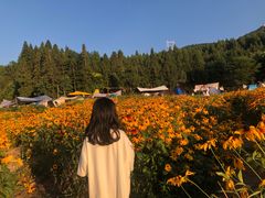 -武陵山森林公园