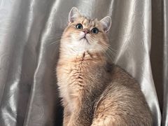 -喵zoo家庭繁育猫舍(尖东智能花园店)
