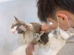 -momokira米努特·德文卷毛猫·棉花面纱犬