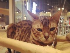 -小时光咖啡馆(开森度假森林店)